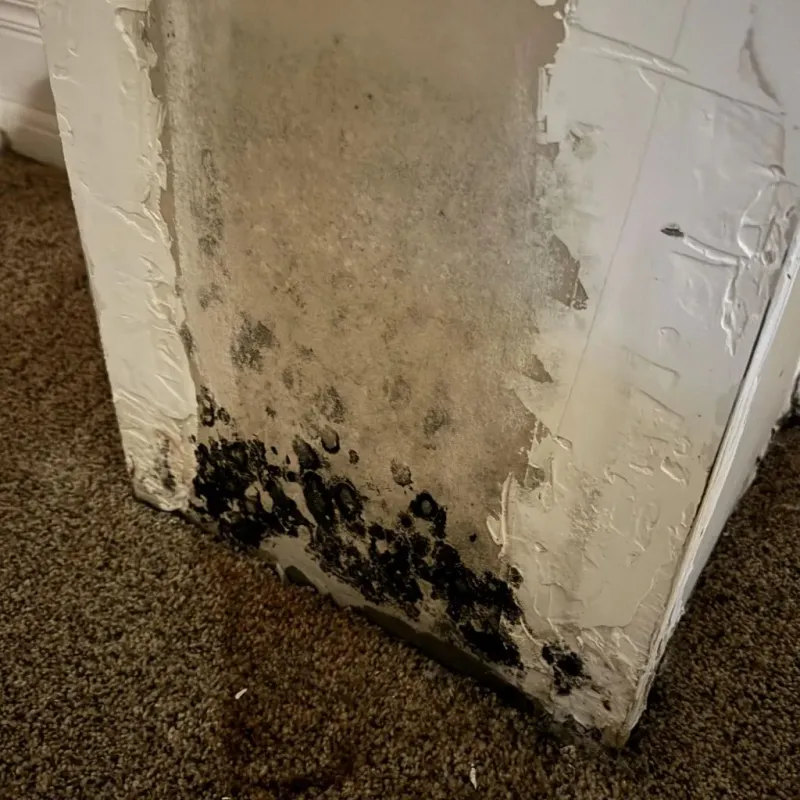 Professional Mold Removal in McMechen, WV